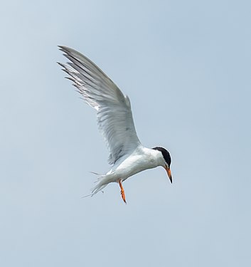 Forster's tern at Jamaica Bay Wildlife Refuge