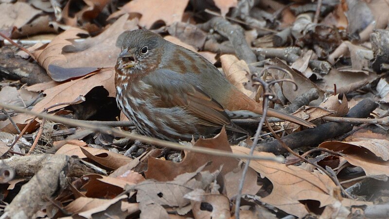 File:Fox Sparrow - 8522088835.jpg