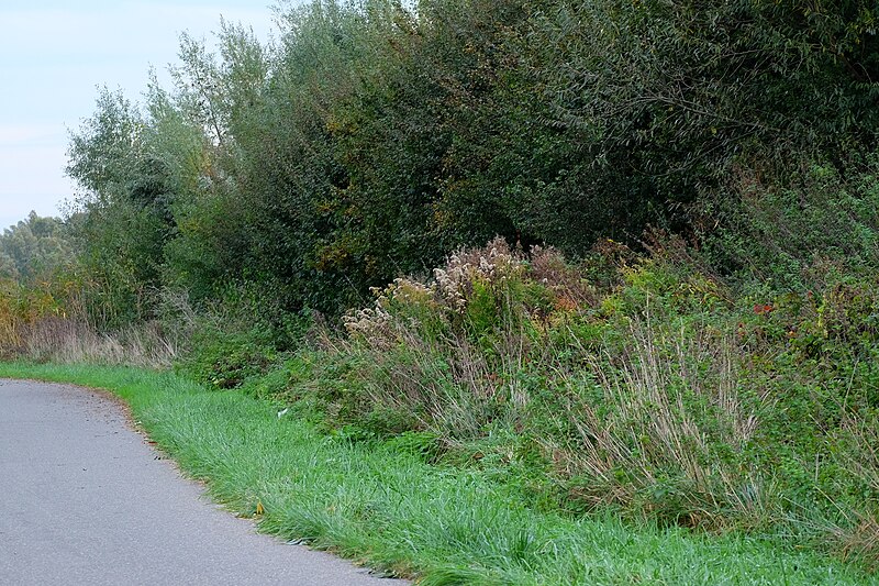 File:Fringe (vegetation).jpg