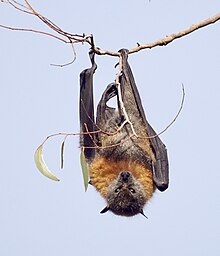 The fruit bat is believed to be the zoonotic agent responsible for the spillover of the Ebola virus. Fruit Bat (flying fox) (35908751483).jpg