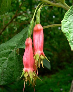 <i>Fuchsia splendens</i> Species of flowering plant