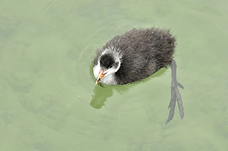 File:Fulica atra (Küken) - Obersee-Rapperswil-Holzbrücke 2011-06-09 17-41-56.JPG