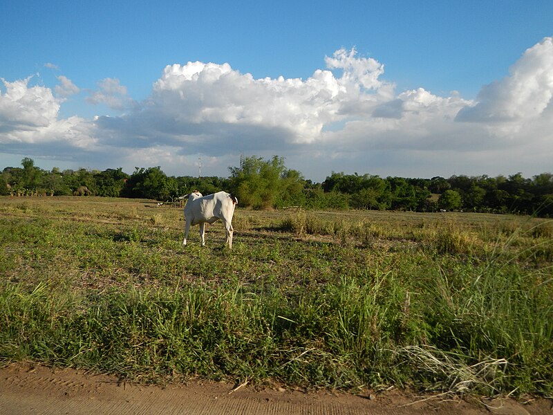 File:FvfBulacan0521 08.JPG