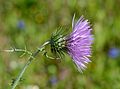 * Nomination A Purple Milk Thistle flower seeking the sun (phototropism) -- Alvesgaspar 20:47, 13 April 2013 (UTC) * Promotion Good quality. Perhaps you could edit out the purple petals on the left? --Jastrow 20:36, 16 April 2013 (UTC)