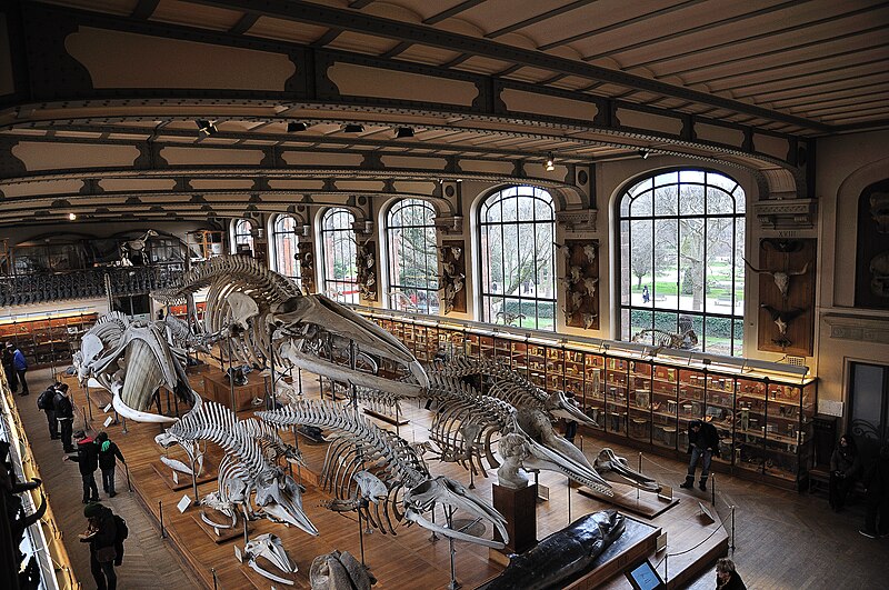 Fichier:Galerie d'Anatomie comparée - Muséum national d'histoire naturelle.jpg