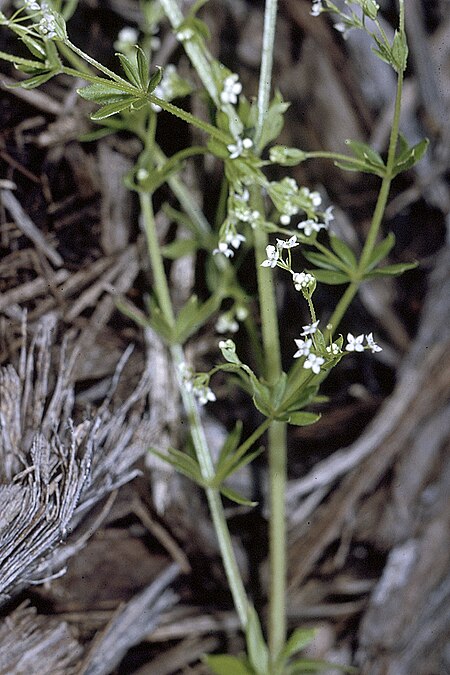 Tập_tin:Galium_asprellum.jpg