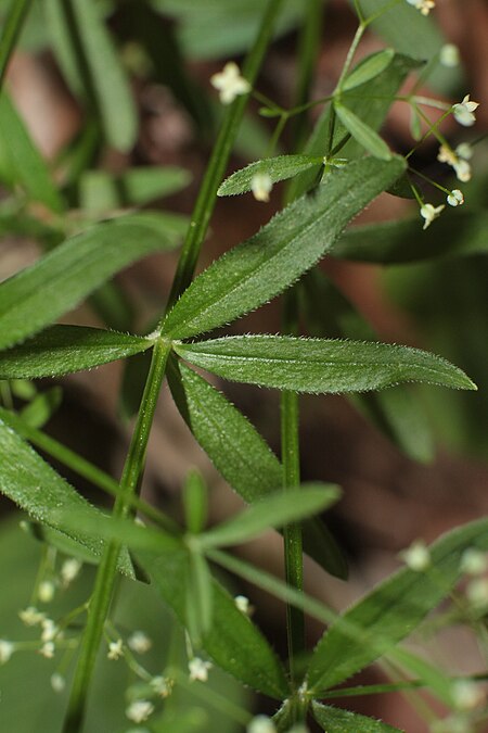 Tập_tin:Galium_trifidum_3.JPG