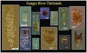Tintinnides du Gange (Inde).