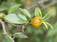 Young fruit of Gardenia jasminoides Gardenia jasminoides fruit.jpg