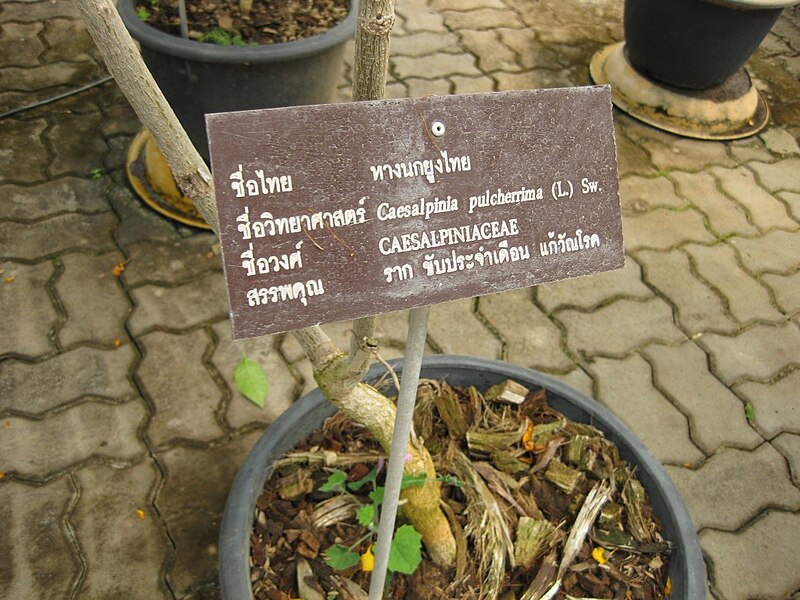 File:Gardenology.org-IMG 7993 qsbg11mar.jpg