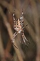 Araneus diadematus