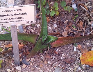 <i>Gasteria tukhelensis</i> Species of succulent