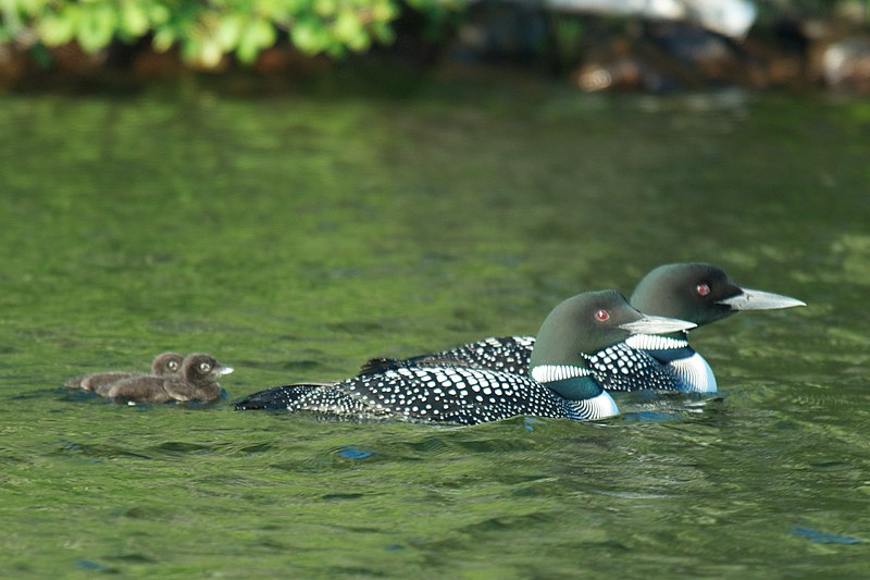 File:Gavia immer -Wilson Lake, Minnesota, USA -parents and chicks-8.jpg