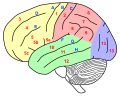 Deutsch: Seitenansicht eines menschlichen Gehirns, Hauptgyri und Hauptsulci beziffert. English: Lateral view of a human brain, main gyri and sulci labeled.