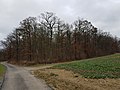 29 January 2018 (according to Exif data) File:Geiersberg und Brückenwald bei Dittigheim - 10.jpg