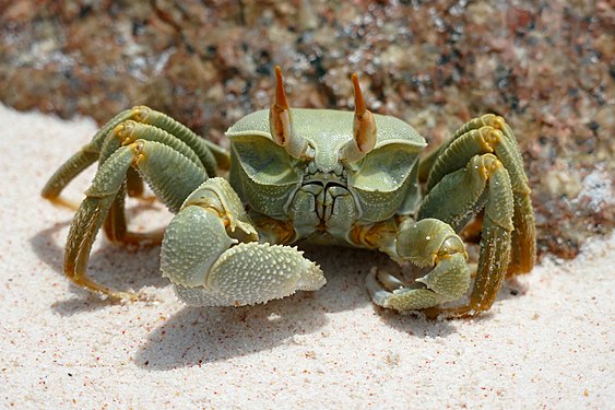 Geisterkrabbe am Strand von La Digue, Seychellen