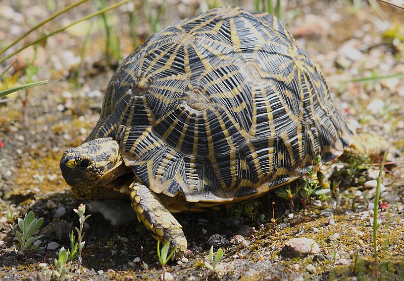 File:Geometric tortoise (Psammobates geometricus) 1.jpg