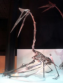 <i>Quetzalcoatlus</i> Genus of azhdarchid pterosaurs from the Late Cretaceous