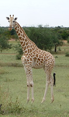 Западноафриканский жираф в Нигере