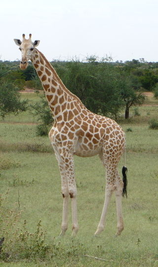 <span class="mw-page-title-main">West African giraffe</span>
