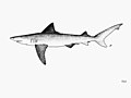 Ganges shark (Glyphis gangeticus)