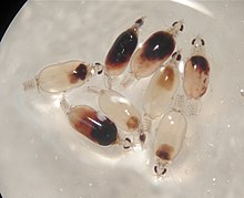 Juvenile specimens Gnathia marleyi - juveniles.jpg