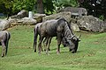 * Nomination Wildebeest (Connochaetes taurinus) at zooParc in Beauval (Saint-Aignan, Loir-et-Cher, France). --Gzen92 06:22, 20 September 2019 (UTC) * Promotion  Support Good quality. --Ermell 10:54, 20 September 2019 (UTC)