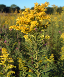 Goldenrods in Fountain County, Indiana.png
