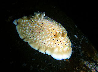 <i>Goniobranchus cavae</i> Species of gastropod