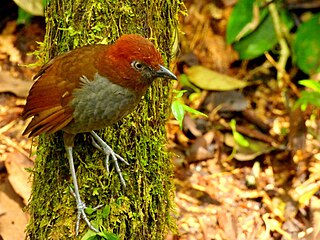 Chestnut-naped antpitta Species of bird