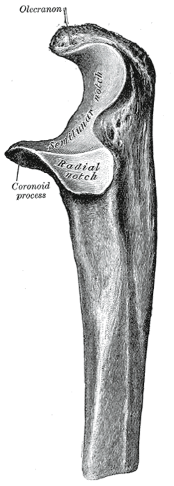 articulatio trochlearis cum să tratezi artrita reumatoidă a genunchiului