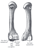 Thumbnail for Third metatarsal bone