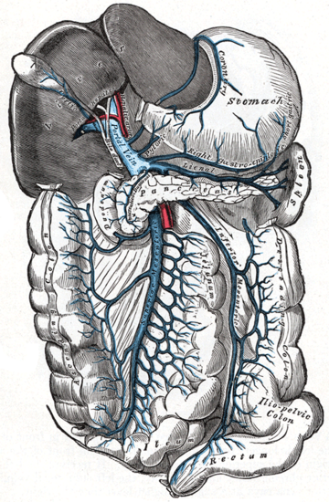 Portal vein