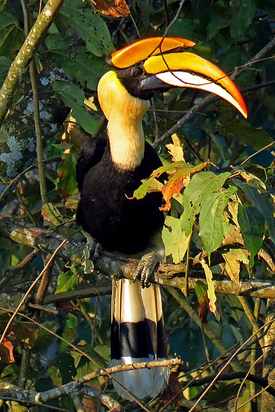 File:Great Hornbill IMG 2015 (cropped).jpg