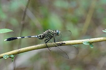 Green marsh hawk Orthetrum sabina