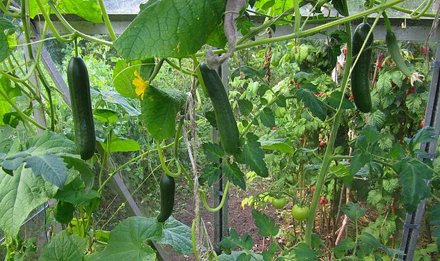 Cucumbers in Estonian home garden greenhouse