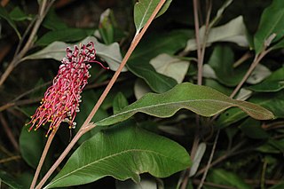 <i>Grevillea macleayana</i> Species of shrub in the family Proteaceae endemic to New South Wales, Australia