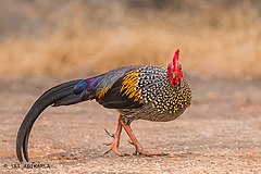 Grey Junglefowl - Flickr - Sai Adikarla.jpg