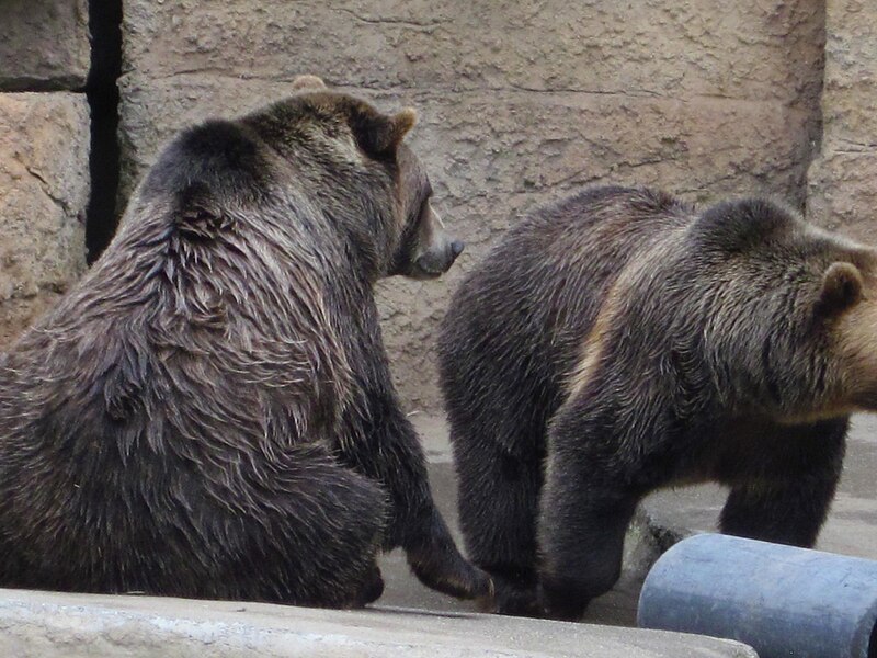 File:Grizzly bears at SF Zoo 1.JPG