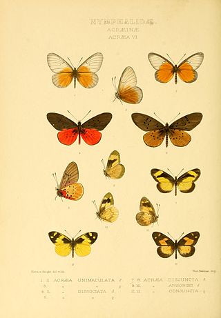 <i>Acraea ansorgei</i> Species of butterfly