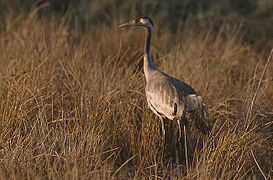 Grus grus 4 (Marek Szczepanek).jpg