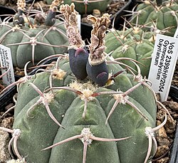 Gymnocalycium bayrianum 30436.JPG