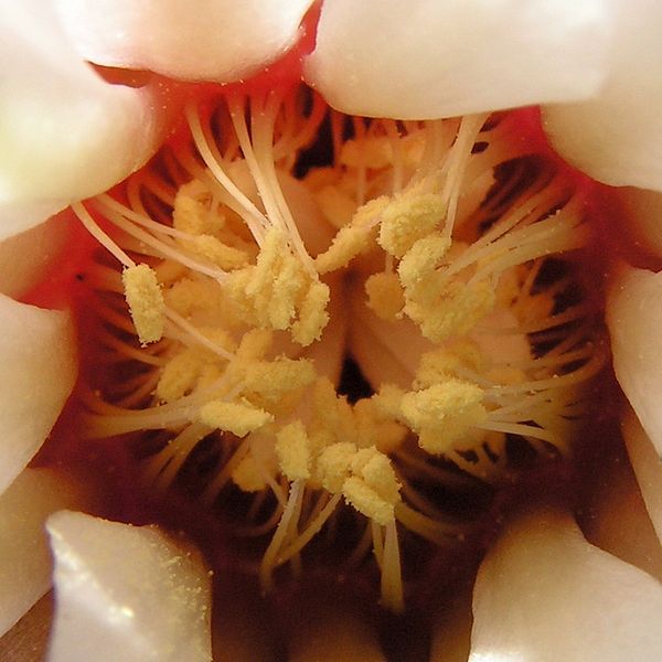 File:Gymnocalycium stellatum20100503 152.jpg