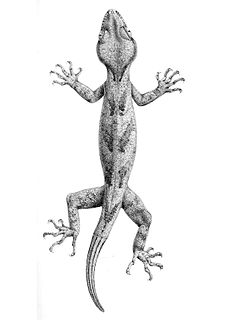 Boulengers bow-fingered gecko