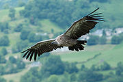 Griffon vulture (Gyps fulvus), France