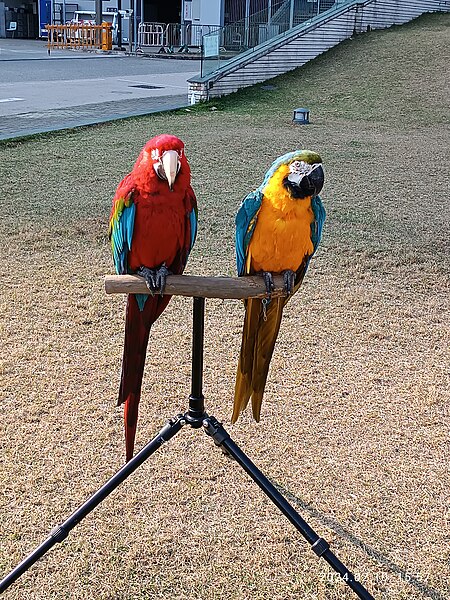 File:HK SKD 西貢區 TKO 將軍澳 Tseung Kwan O 調景嶺 Tiu Keng Leng 翠嶺路 Chui Ling Road 鸚鵡 pet parrot birds February 2024 R12S 06.jpg