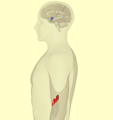 File:HPA-axis - lateral view.png