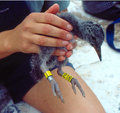June 25: An African Black Oystercatcher chick with the numbered colour rings that are used to follow its survival and migratory movements over several years.