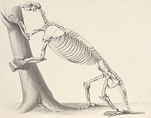 Skeleton Hapalops skeleton.jpg