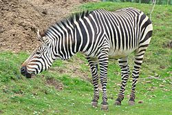 Fjellsebra (Equus zebra)